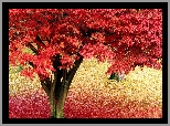 Drzewo, Jesień, Różowe, Liście