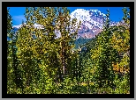 Góry, Ośnieżone, Szczyty, Drzewa, Rośliny, Park Narodowy Mount Rainier, Stan Waszyngton, Stany Zjednoczone