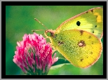 Motyl, Kwiat, Skrzyda
