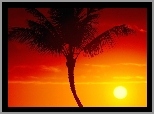 Palmy, Zachód Słońca