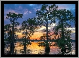 Jezioro, Caddo Lake, Drzewa, Cyprysy, Zachód słońca, Stan Teksas, Stany Zjednoczone
