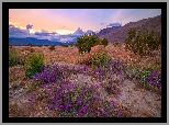 Park stanowy, Anza Borrego Desert, Łąka, Drzewa, Kwiaty, Góry, Kalifornia, Stany Zjednoczone