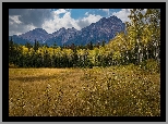 Góry, Drzewa, Brzozy, Łąka, Trawa, Góry, Park Narodowy Jasper, Alberta, Kanada