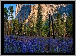 Stany Zjednoczone, Kalifornia, Park Narodowy Yosemite, Drzewa, Góra, El Capitan, Skała, Kwiaty