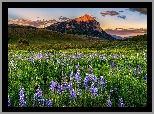 Zachód słońca, Łąka, Kwiaty, Łubiny, Góry, Drzewa, Miasto, Crested Butte, Stan, Kolorado, Stany Zjednoczone