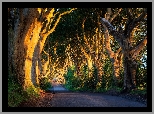 Aleja bukowa, Droga, Dark Hedges, Drzewa, Buki, Słoneczne światło, Hrabstwo Antrim, Irlandia Północna