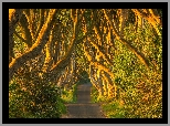 Droga, Aleja, Dark Hedges, Drzewa, Buki, Hrabstwo Antrim, Irlandia Północna