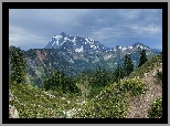 Stany Zjednoczone, Stan Waszyngton, Góry Mount Shuksan, Las, Drzewa, Park Narodowy Północnych Gór Kaskadowych