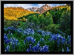 Stany Zjednoczone, Kolorado, Góry, San Juan Mountains, Mount Sneffels, Drzewa, Łąka, Łubin