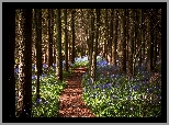 Ścieżka, Las, Kwiaty, Drzewa