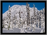 Ośnieżona, Góra, Ośnieżone, Drzewa, Ścieżka, Park Narodowy Mount Rainier, Stan Waszyngton, Stany Zjednoczone