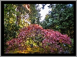 Ogród, Portland Japanese Garden, Drzewo, Klon palmowy, Promienie słońca, Portland, Stan Oregon, Stany Zjednoczone