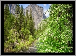 Stany Zjednoczone, Kalifornia, Park Narodowy Yosemite, Góra, El Capitan, Rzeka, Merced River, Drzewa, Krzewy, Kwiaty