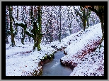 Park Narodowy Gorbea, Zima, Drzewa, Las, Rzeczka, Strumyk, Kraj Basków, Hiszpania