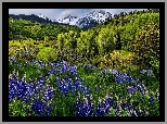 Stany Zjednoczone, Kolorado, Góry, San Juan Mountains, Mount Sneffels, Drzewa, Łąka, Kwiaty, Łubin