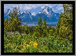 Góry, Drzewa, Kwiaty, Park Narodowy Grand Teton, Wyoming, Stany Zjednoczone