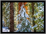 Stany Zjednoczone, Kalifornia, General Grant Grove, Park Narodowy King Canyon, Drzewa, Zima, Śnieg, Pnie