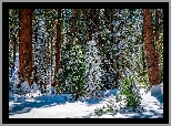 Stany Zjednoczone, Kalifornia, General Grant Grove, Park Narodowy King Canyon, Drzewa, Sekwoje, Zima, Śnieg