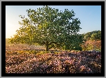 Holandia, Prowincja Geldria, Park Narodowy Veluwezoom, Wrzosowisko, Drzewo, Wschód słońca