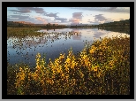 Rośliny, Jezioro Domashnoye, Okręg Jamalsko-Nieniecki, Rosja