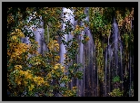 Wodospad Mossbrae Falls, Drzewa, Jesień, Hrabstwo Siskiyou, Dunsumuir, Stan Kalifornia, Stany Zjednoczone