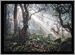 Przebijające światło, Las, Drzewa, Omszałe, Kamienie, Park Narodowy Peak District, Derbyshire, Anglia