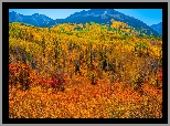 Stany Zjednoczone, Kolorado, Przełęcz, Kebler Pass, Góry, Drzewa, Roślinność, Lasy, Jesień