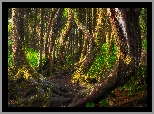 Las, Drzewa, Krzywe, Pnie, Botanical Beach, Port Renfrew, Kolumbia Brytyjska, Kanada