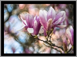 Gałąź, Kwiaty, Magnolia