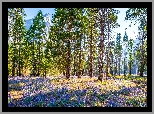 Kwiaty, Łubin, Drzewa, Góry, Park Narodowy Yosemite, Kalifornia, Stany Zjednoczone