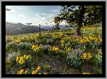 Rezerwat przyrody, Columbia River Gorge, Góry Kaskadowe, Łąka, Kwiaty, Balsamorhiza, Drzewo, Stan Oregon, Stany Zjednoczone