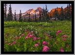 Park Narodowy Mount Rainier, Góry, Tatoosh Range, Łąka, Kwiaty, Tawuła, Drzewa, Stan Waszyngton, Stany Zjednoczone