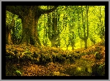 Park Narodowy Gorbea, Kraj Basków, Hiszpania, Drzewa, Las