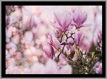 Kwiaty, Magnolia, Bokeh