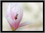 Różowa, Magnolia, Ślimak