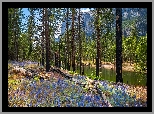 Wiosna, Las, Drzewa, Kwiaty, Łubin, Góry, Rzeka, Merced River, Park Narodowy Yosemite, Kalifornia, Stany Zjednoczone