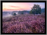 Wrzosowisko, Wschód słońca, Poranek, Drzewo, Mgła, Park Narodowy Veluwezoom, Prowincja Geldria, Holandia