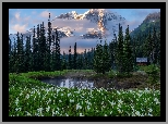 Kwiaty, Lilie lawinowe, Staw, Góry, Drzewa, Park Narodowy Mount Rainier, Stan Waszyngton, Stany Zjednoczone