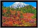 Stany Zjednoczone, Waszyngton, Park Narodowy Mount Rainier, Stratowulkan, Mount Rainier, Drzewa, Roślinność, Jesień, Góry