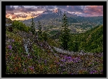 Góry Kaskadowe, Stratowulkan, Mount St Helens, Łąka, Kwiaty, Drzewa, Stan Waszyngton, Stany Zjednoczone