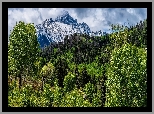 Stany Zjednoczone, Kolorado, Góry, San Juan Mountains, Mount Sneffels, Las, Drzewa