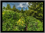 Kwiaty, Balsamorhiza, Drzewa, Góry, Chmury, Park Narodowy Grand Teton, Stany Zjednoczone