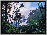 Stany Zjednoczone, Stan Waszyngton, Park Narodowy Olympic, Plaża, Ruby Beach, Skały, Drzewa