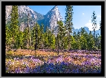 Kwiaty, Łubin, Trawa, Drzewa, Góry, Park Narodowy Yosemite, Kalifornia, Stany Zjednoczone