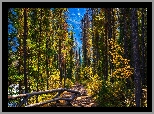 Kanada, Alberta, Park Narodowy Jasper, Las, Drzewa, Ogrodzenie