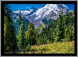 Ośnieżone, Góry, Stratowulkan Mount Rainier, Drzewa, Świerki, Kwiaty, Łąka, Park Narodowy Mount Rainier, Stan Waszyngton, Stany Zjednoczone