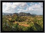 Kuba, Góry, Sierra de los Organos, Pole, Drzewa, Palmy, Domki, Dolina, Valle de Vinales