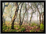 Las, Drzewa, Mgła, Omszone, Kamienie, Park Narodowy Peak District, Hrabstwo Derbyshire, Anglia