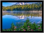 Park Narodowy Mount Rainier, Góry, Stratowulkan Mount Rainier, Las, Drzewa, Kwiaty, Jezioro, Odbicie, Mgła, Stan Waszyngton, Stany Zjednoczone