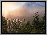 Park Narodowy Mount Rainier, Rośliny, Miądrzyga, Góra, Stratowulkan Mount Rainier, Drzewa, Przebijające światło, Mgła, Stan Waszyngton, Stany Zjednoczone